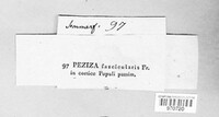 Sclerencoelia fascicularis image